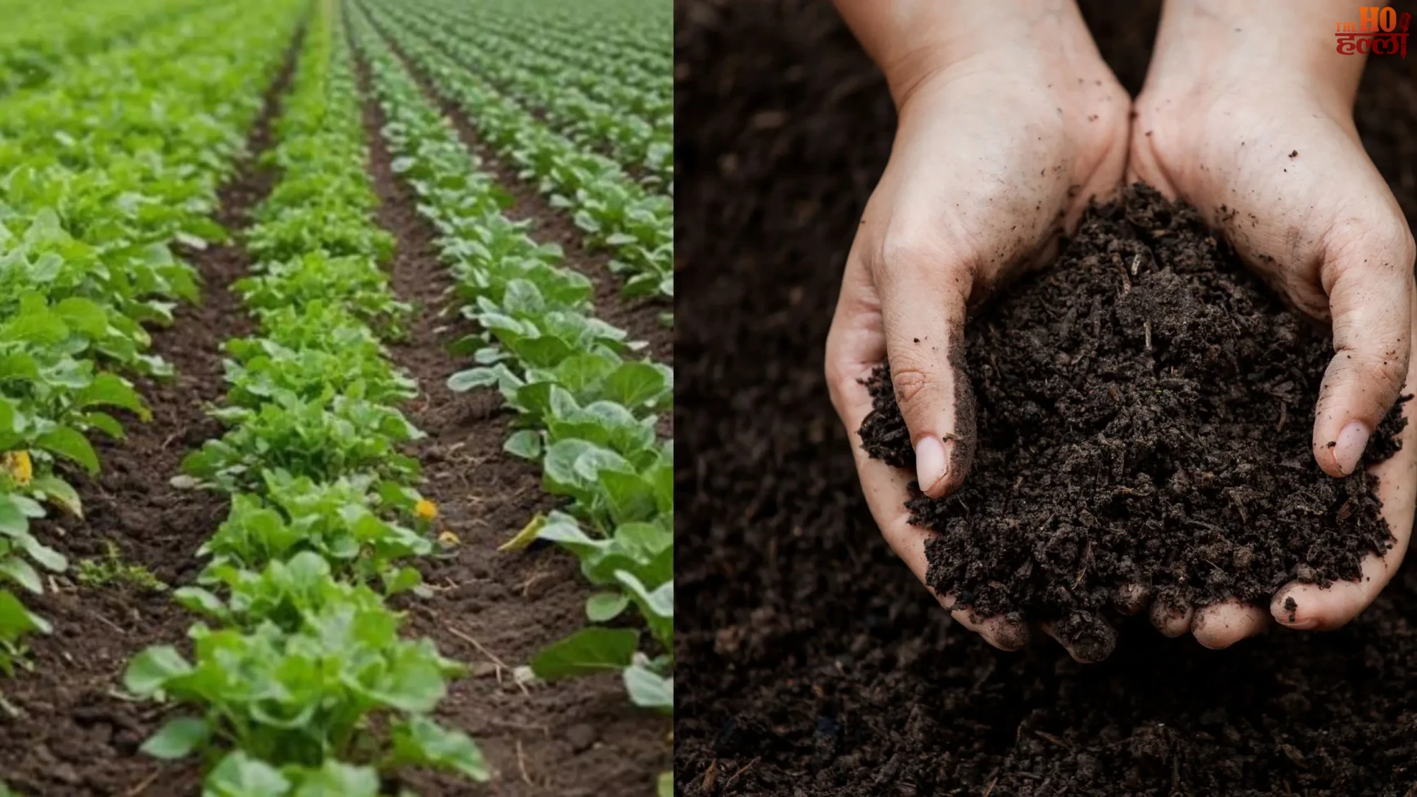 Gene Revolution via Cow Dung Transforming Agriculture