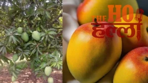 Indian Mango Export Dispute Farmers Face Losses (1)