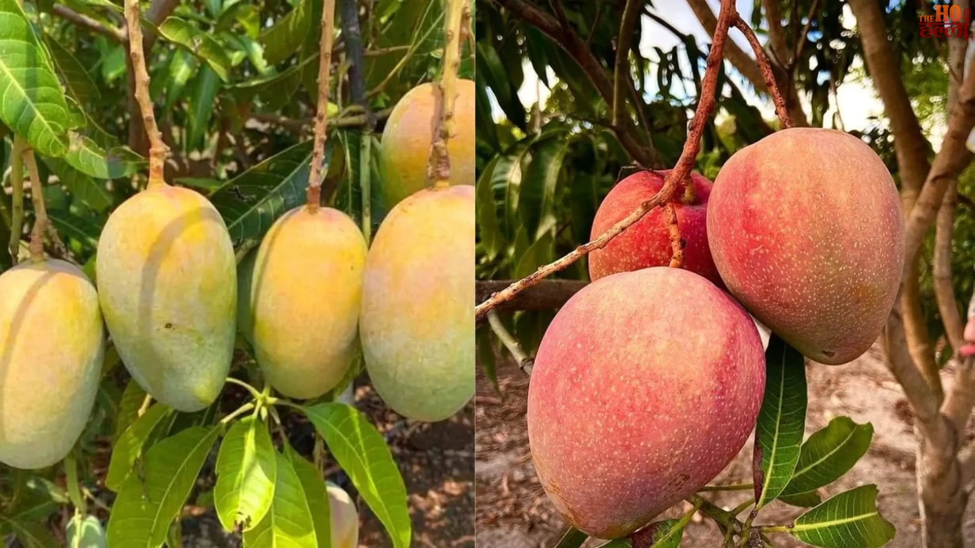 Indian Mango Export Dispute Farmers Face Losses
