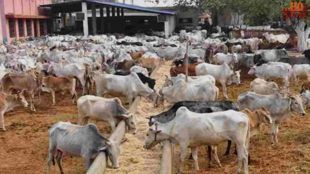 It's Full of Straw Akhilesh Yadav's Outrage Unleashed