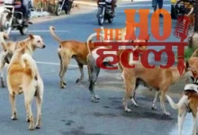 Stray Dog Supreme Court Ruling on Dangerous Dogs