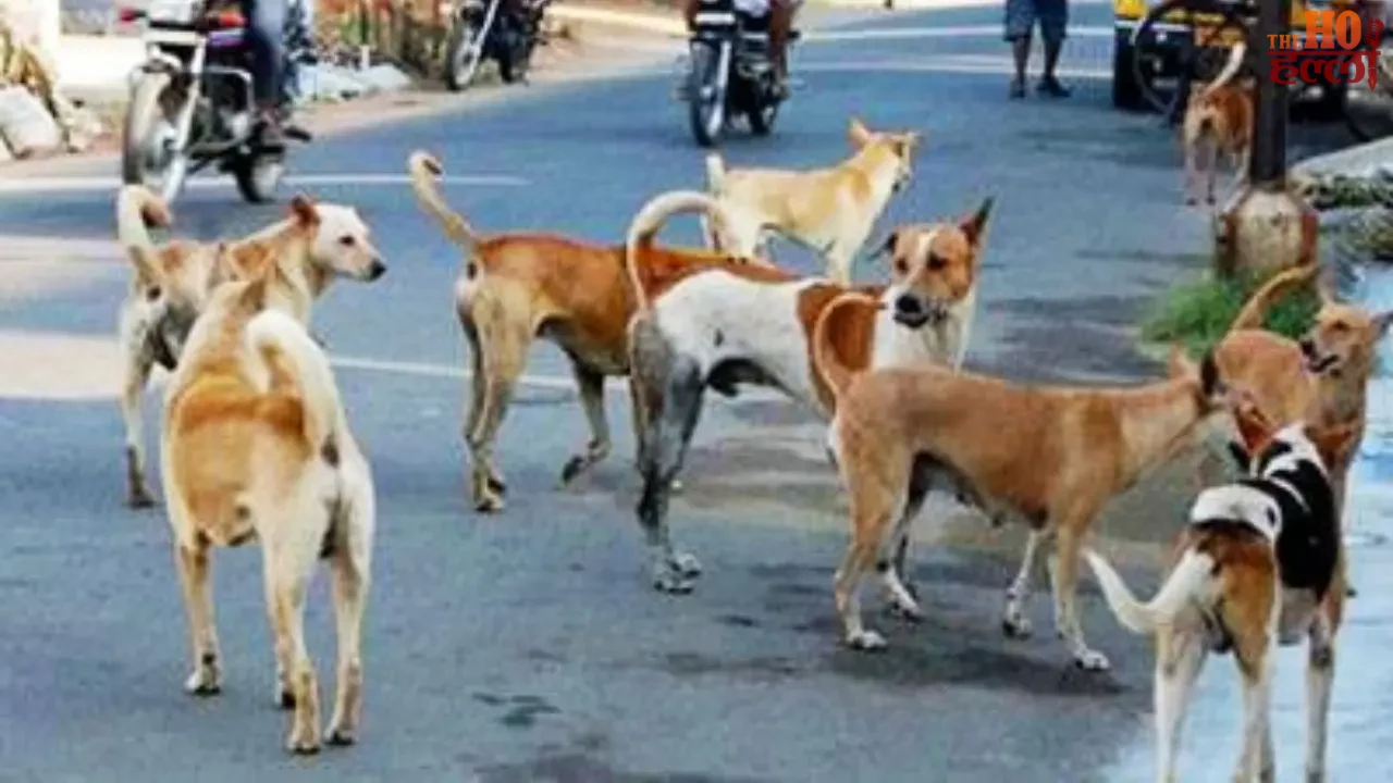 Stray Dog Supreme Court Ruling on Dangerous Dogs