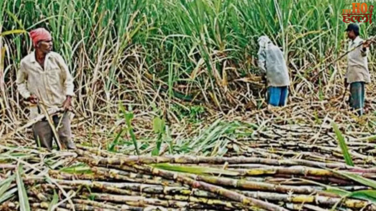 Sugarcane Farmers in UP Are on the Mend Thanks to Support