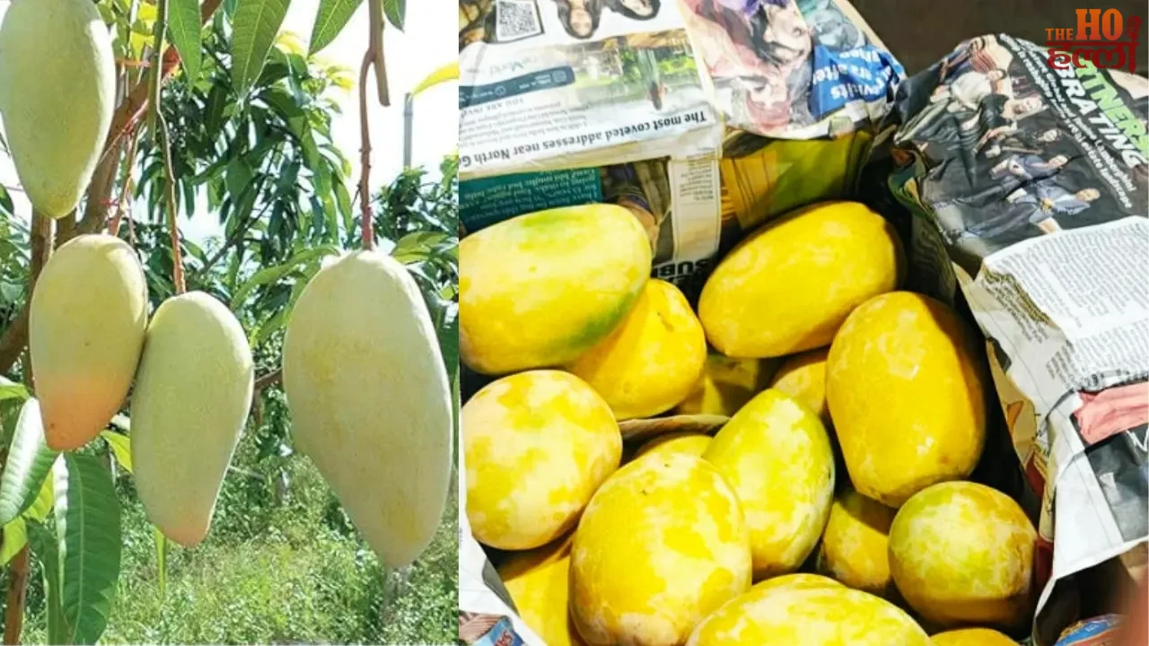 The IPL of Mangoes Begins with Malihabad's Fruits