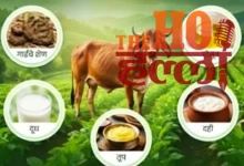 UP Cow Service Will Provide Employment Opportunities