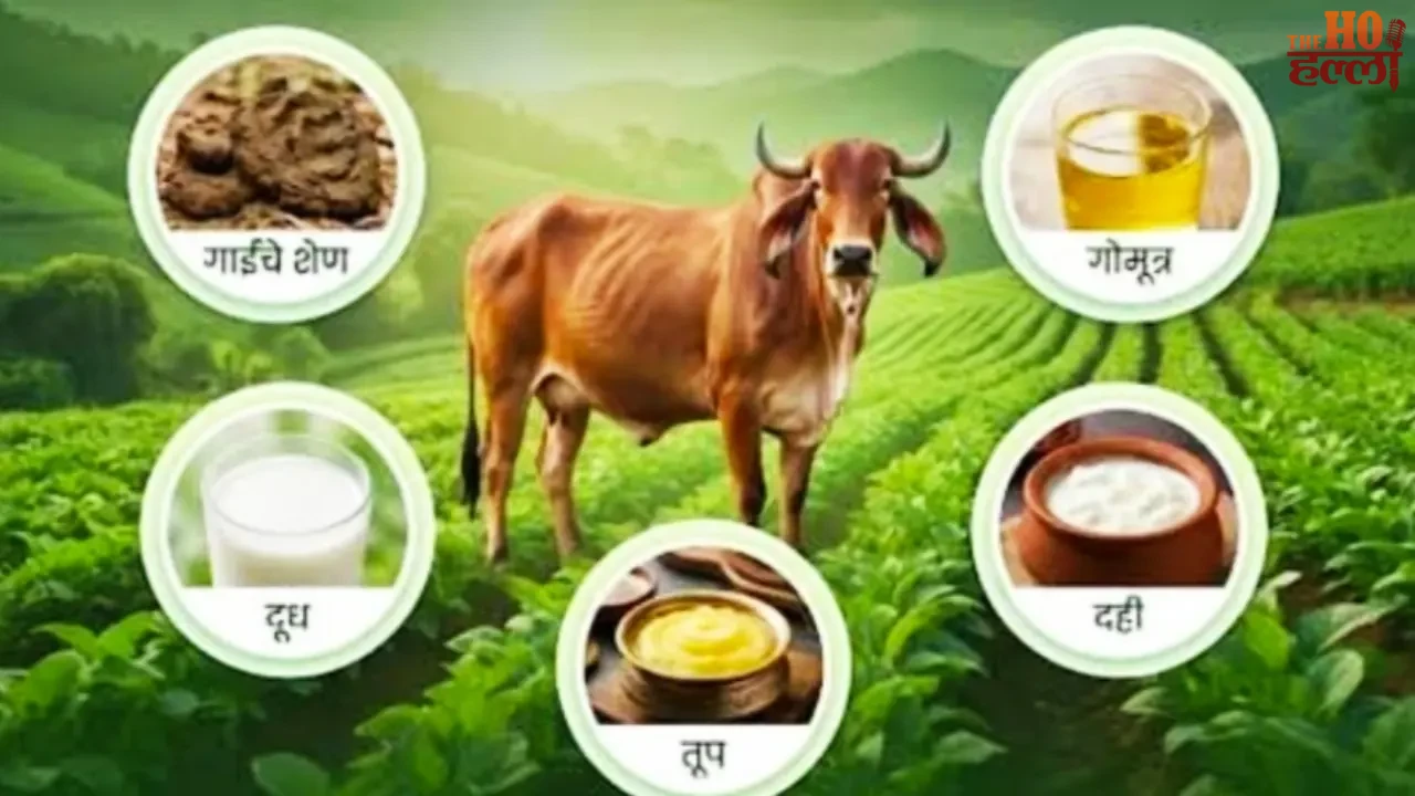 UP Cow Service Will Provide Employment Opportunities