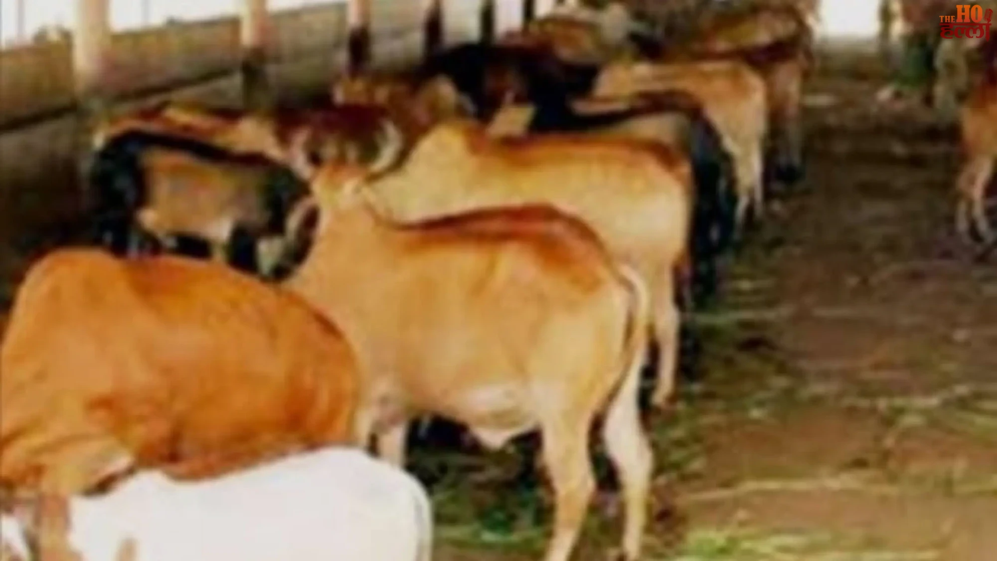 UP Govt's 'Gold from Cow Dung' Plan Explained