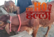 UP’s Dairy Revolution Boosting Rural Wealth Today