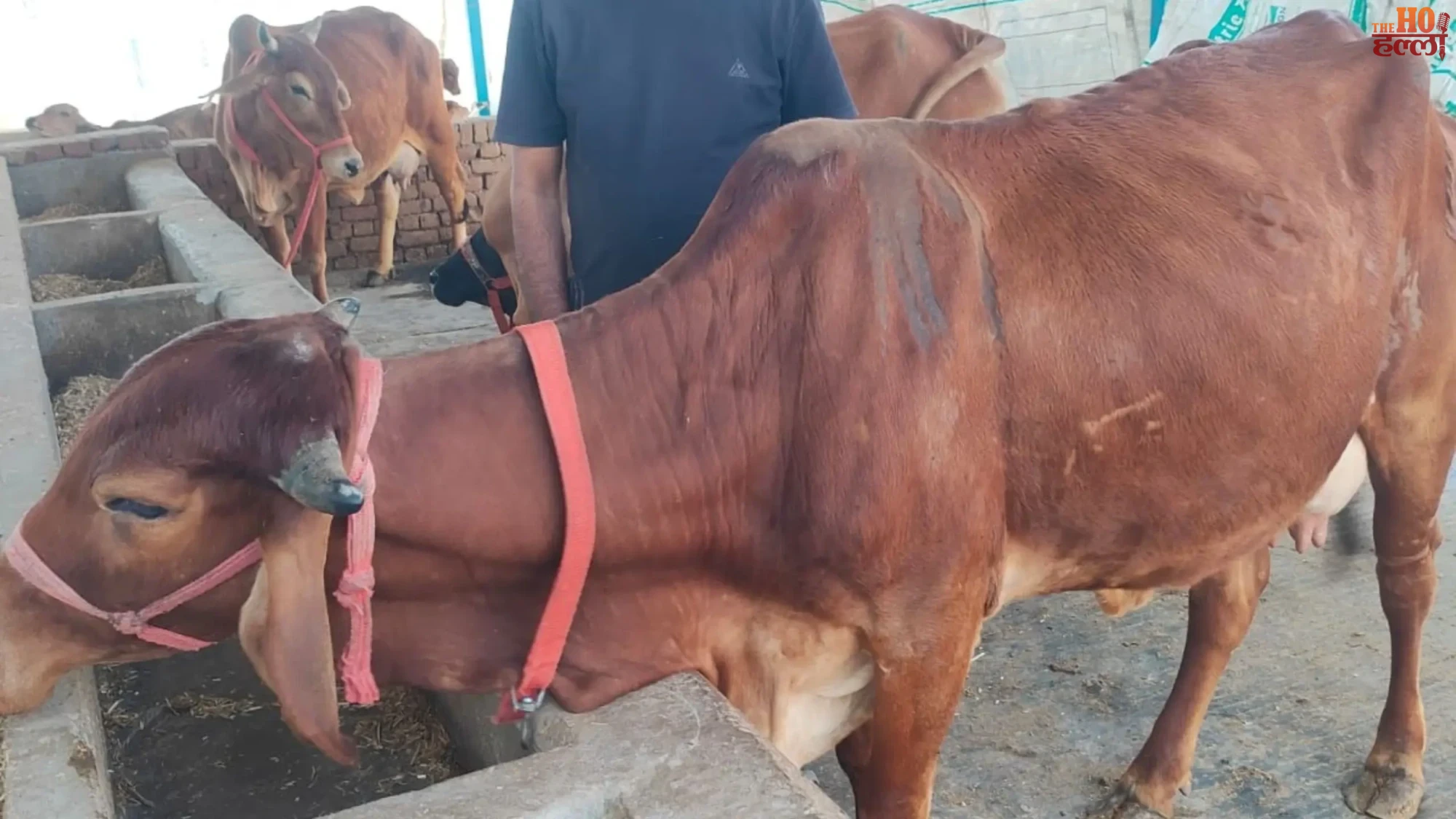 UP’s Dairy Revolution Boosting Rural Wealth Today