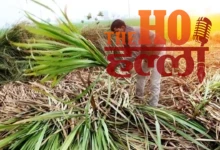 UP Sugarcane Farmers Get Record ₹3.22 Lakh Crore Payment