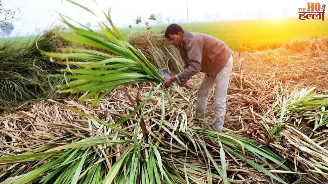 UP Sugarcane Farmers Get Record ₹3.22 Lakh Crore Payment