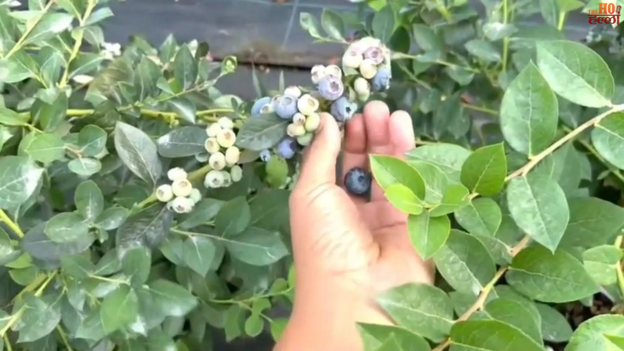 Blue Revolution in Dehradun Transforming Farming Lives