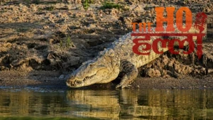 Kukrail's Success Story Gharials and conservation (1)