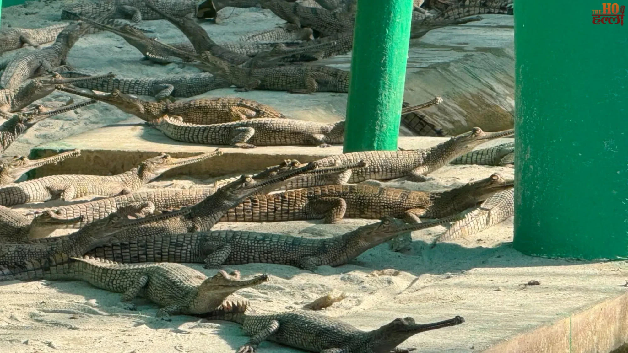 Kukrail's Success Story Gharials and conservation