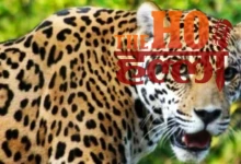 Leopard Attack Woman Killed in Field Incident