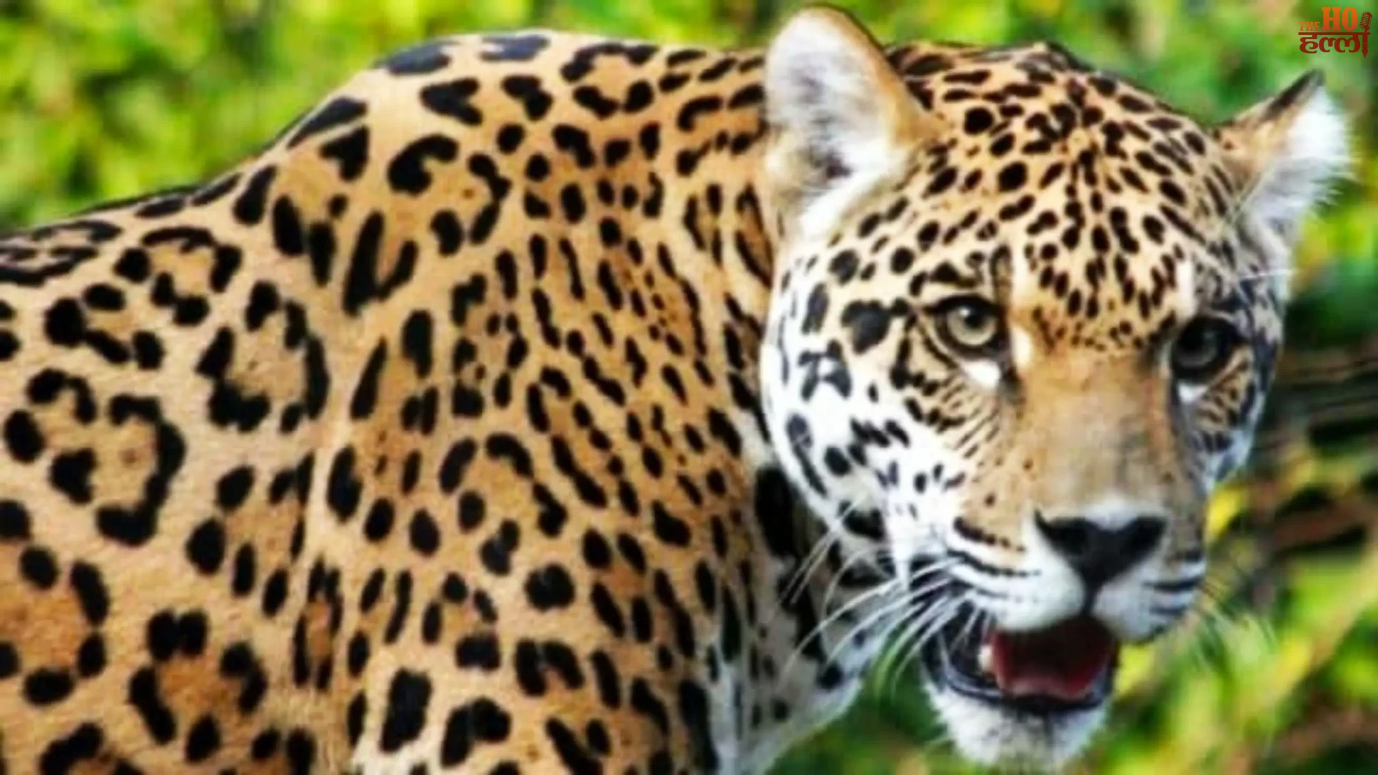 Leopard Attack Woman Killed in Field Incident