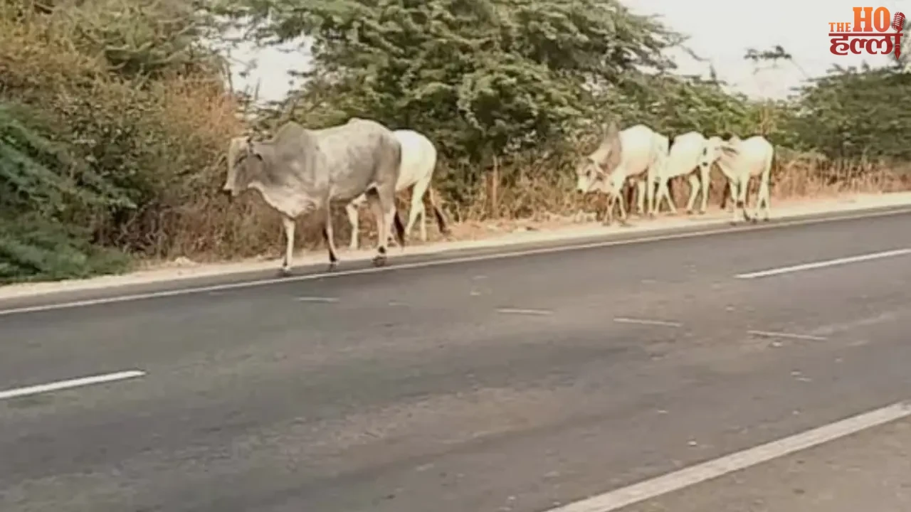Modern Animal Hospital to Be Built in Jhansi for Injured Cattle