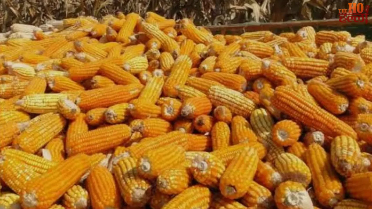 UP to Begin MSP Maize Procurement From June 15