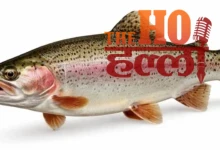 uttarakhand-himalayan-rainbow-trout-export-nepal- Saurabh-bahuguna