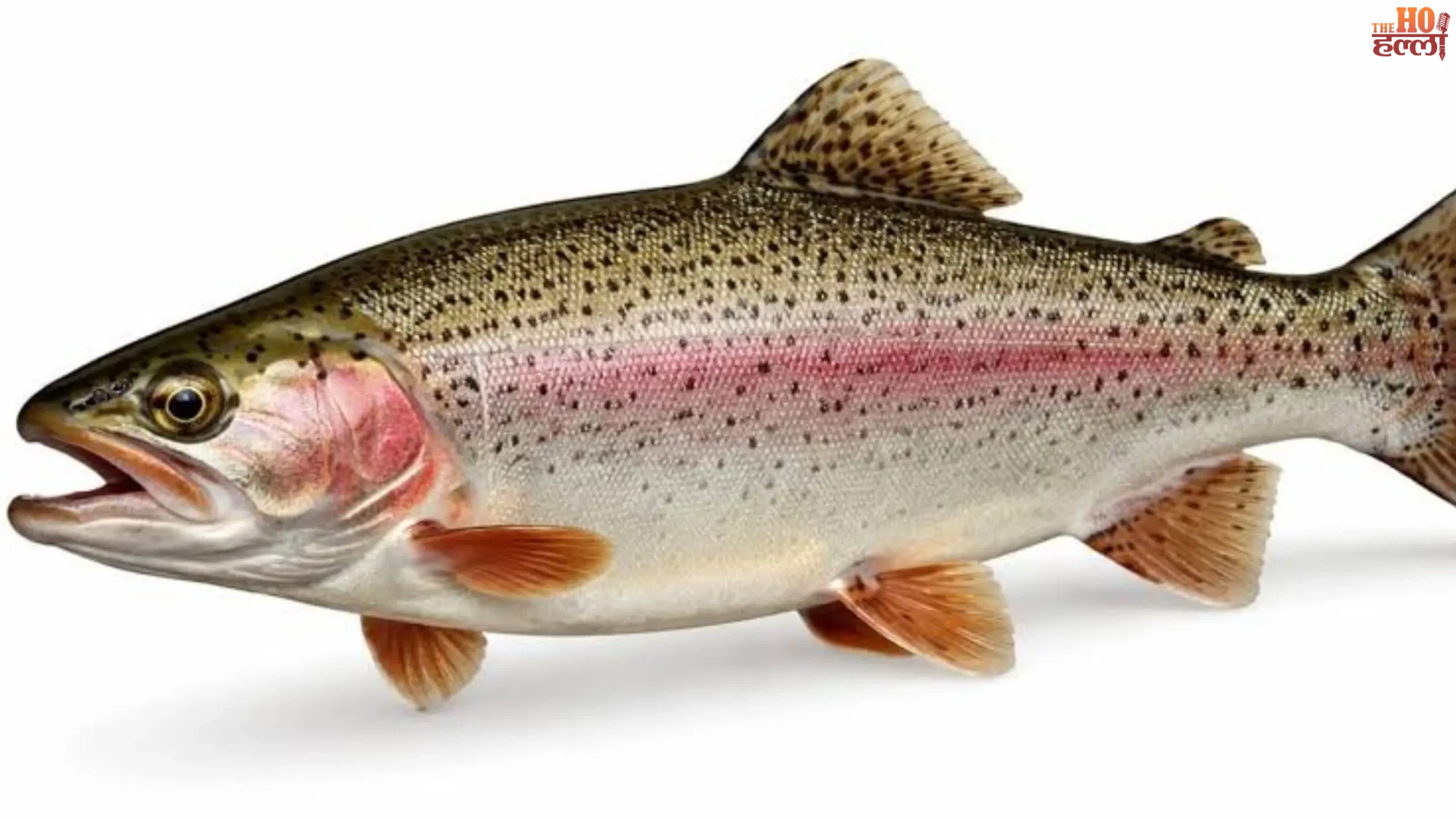 uttarakhand-himalayan-rainbow-trout-export-nepal- Saurabh-bahuguna