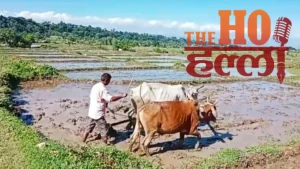 doon-basmati-cultivation-revival-dehradun-farmers-seed-bank (2)