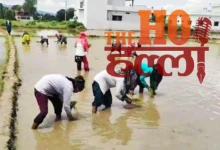 doon-basmati-cultivation-revival-dehradun-farmers-seed-bank