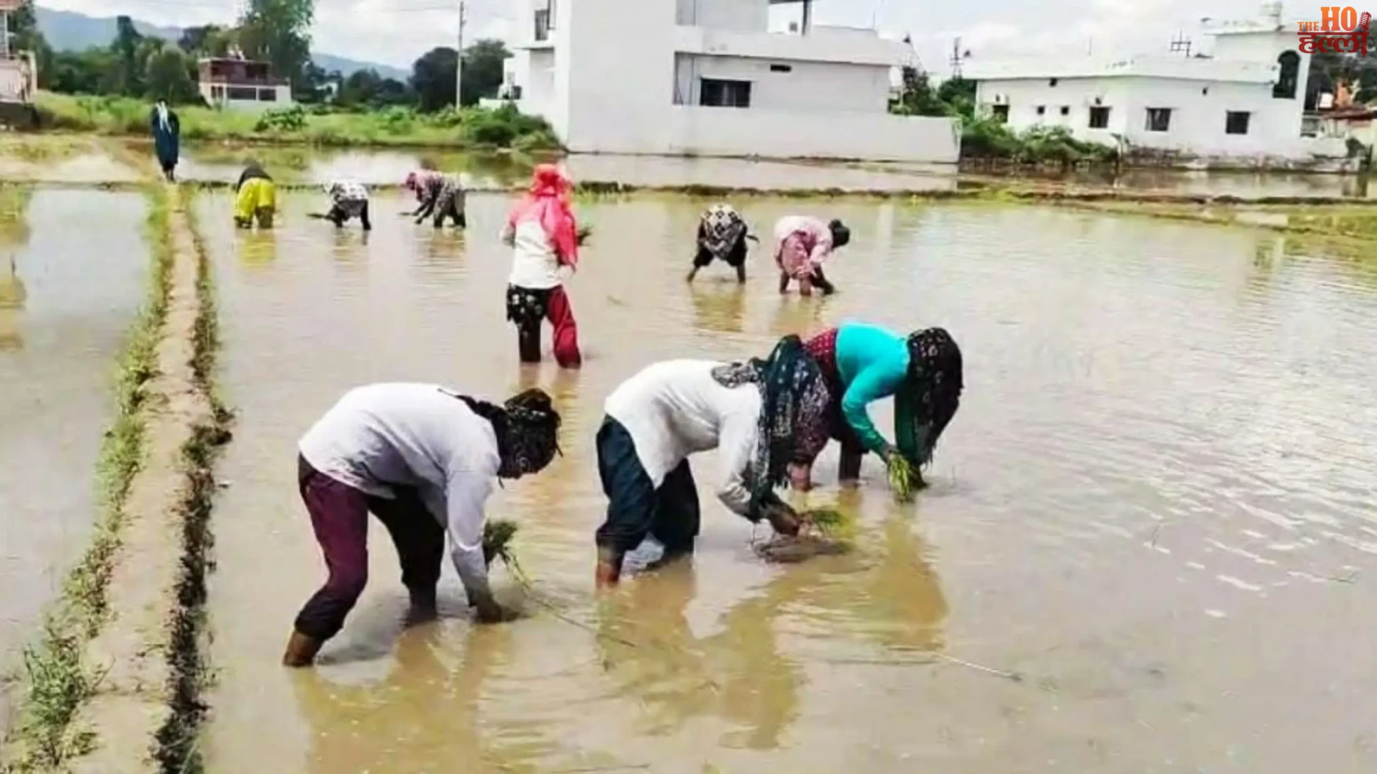 doon-basmati-cultivation-revival-dehradun-farmers-seed-bank