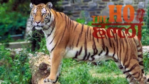 sitapur-tiger-terror-madhwapur-farmer-attack-forest-department-rescue-alert (3)