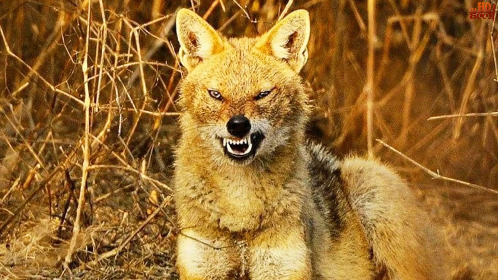 sitapur-wild-animal-attacks-baby-terrace-baijwari-village