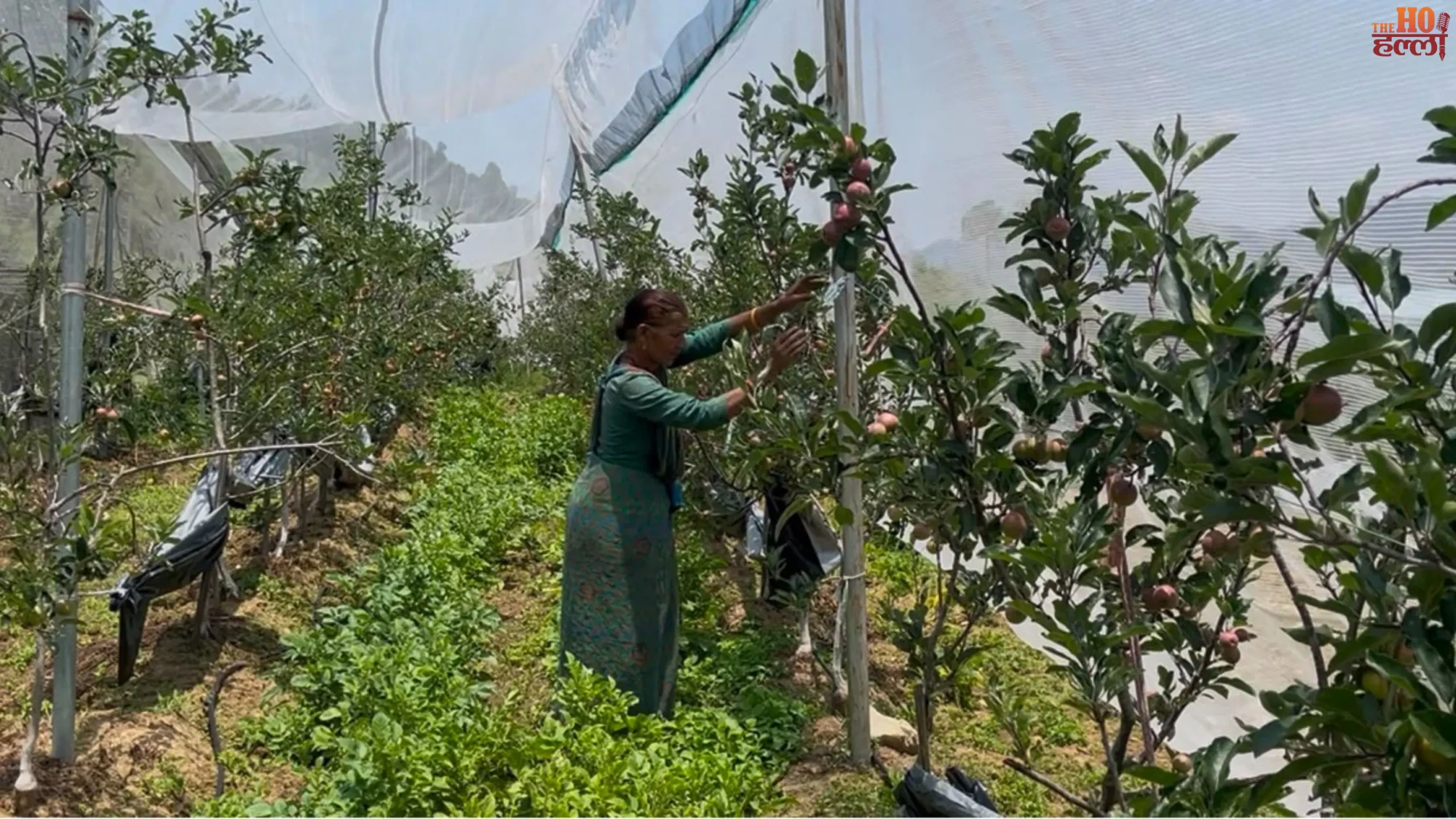 uttarakhand-apple-farming-success-pauri-garhwal-farmers-earnings