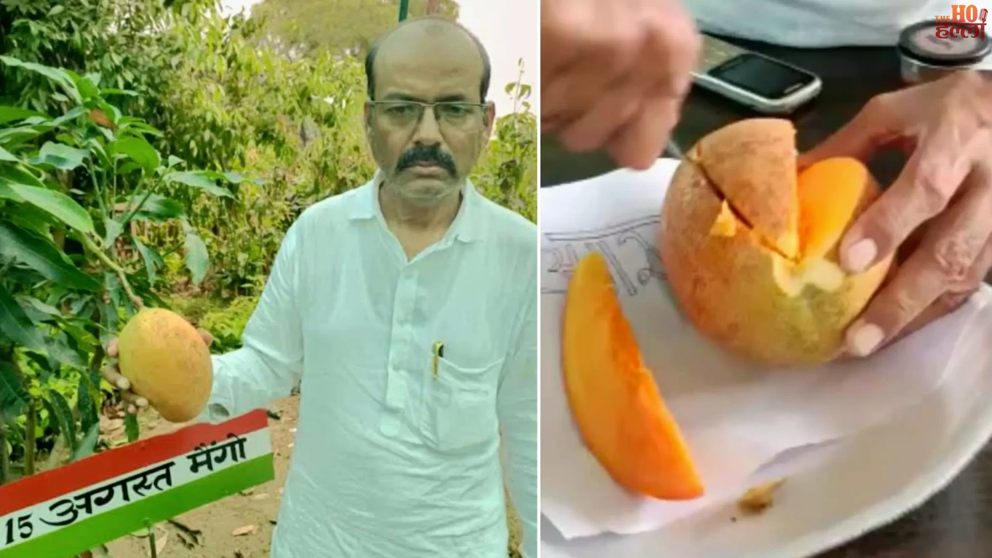 '15 अगस्त Mango' मलिहाबाद में खास वैरायटी तैयार, जानें आजादी के माह से इसके नाम का रिश्ता