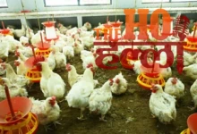 chham-broiler-hatchery-tehri-poultry-farming-se-saste-chuje