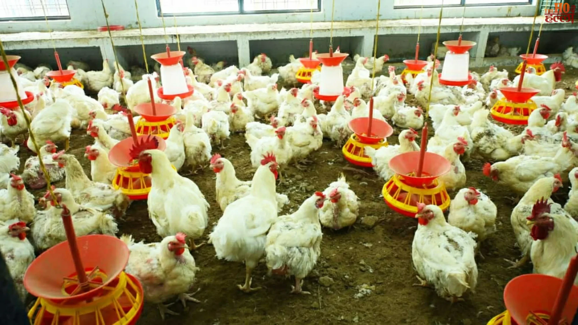 chham-broiler-hatchery-tehri-poultry-farming-se-saste-chuje