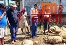 Gorakhpur News Stray Dogs Attack Kills 120 Sheep