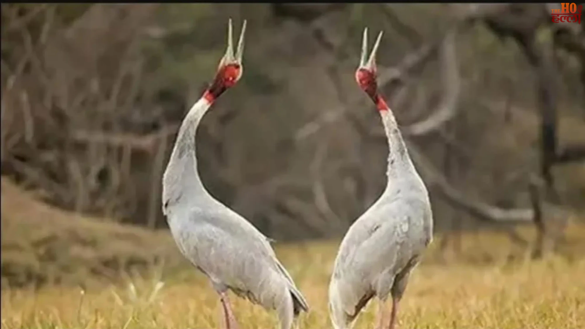 mainpuri-saman-bird-sanctuary-6-hectare-land-tourism