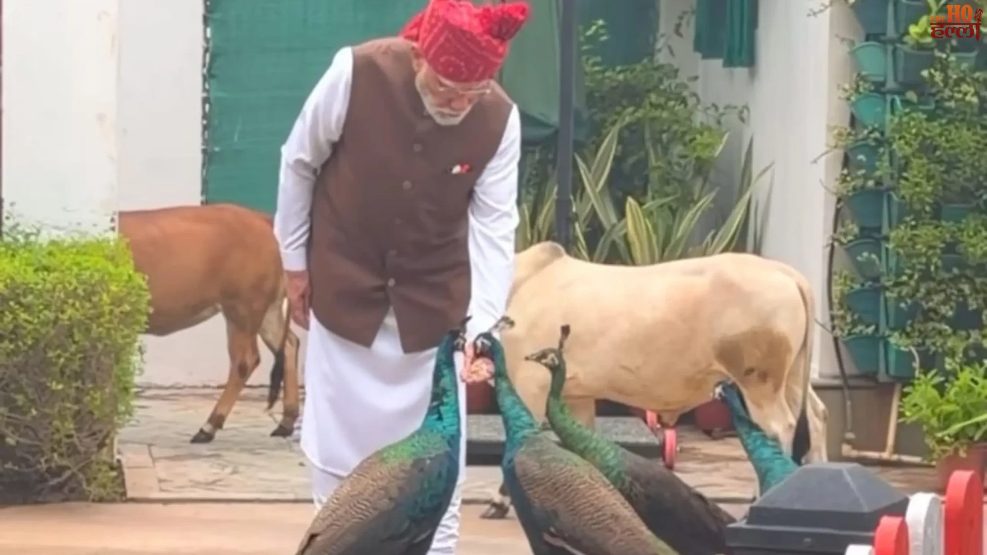 pm-modi-peacocks-cows-independence-day
