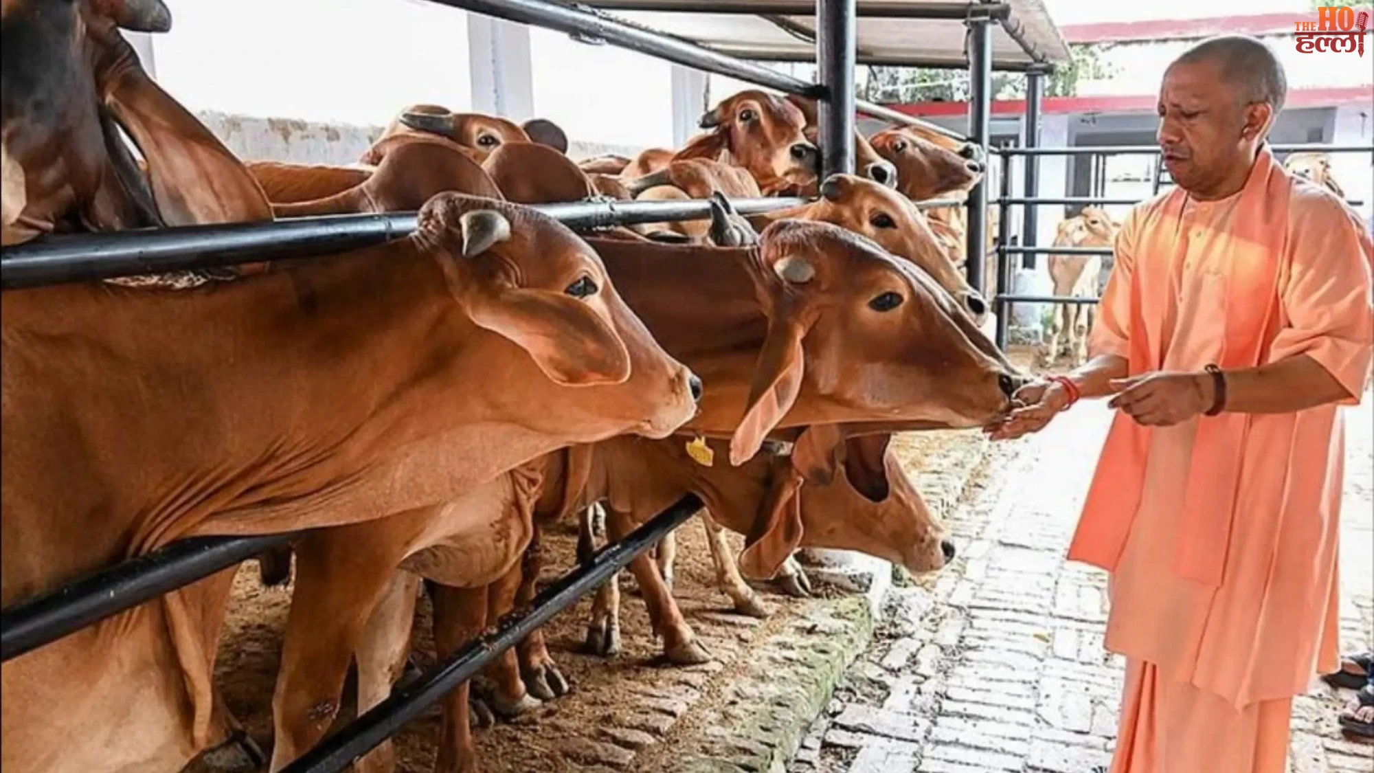 up-10000-go-mitra-youth-cow-protection