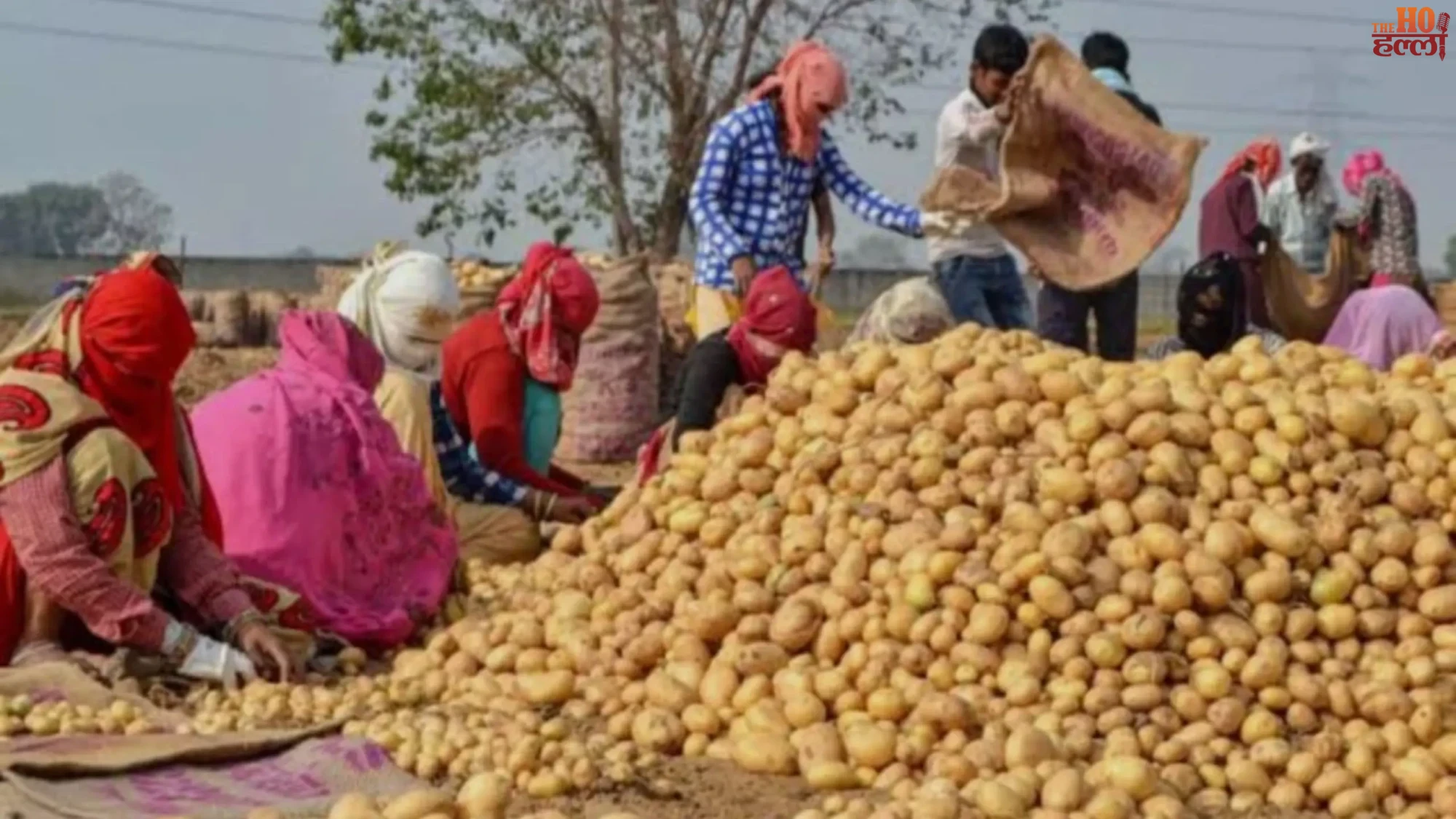 up-ke-aloo-kisano-ko-sougat-bhav-gira-to-milega-anudan