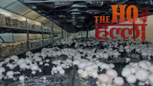 up-ranks-first-in-mushroom-production-national-record-yogi-govt (2)