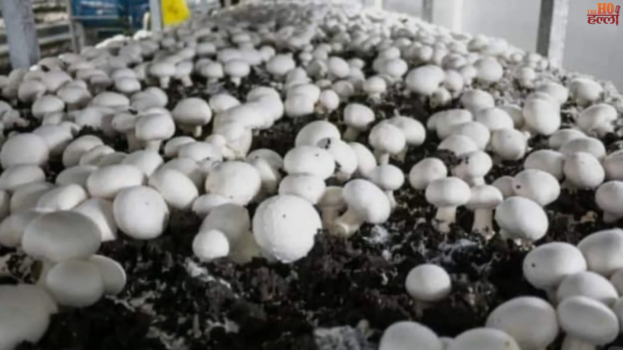 up-ranks-first-in-mushroom-production-national-record-yogi-govt