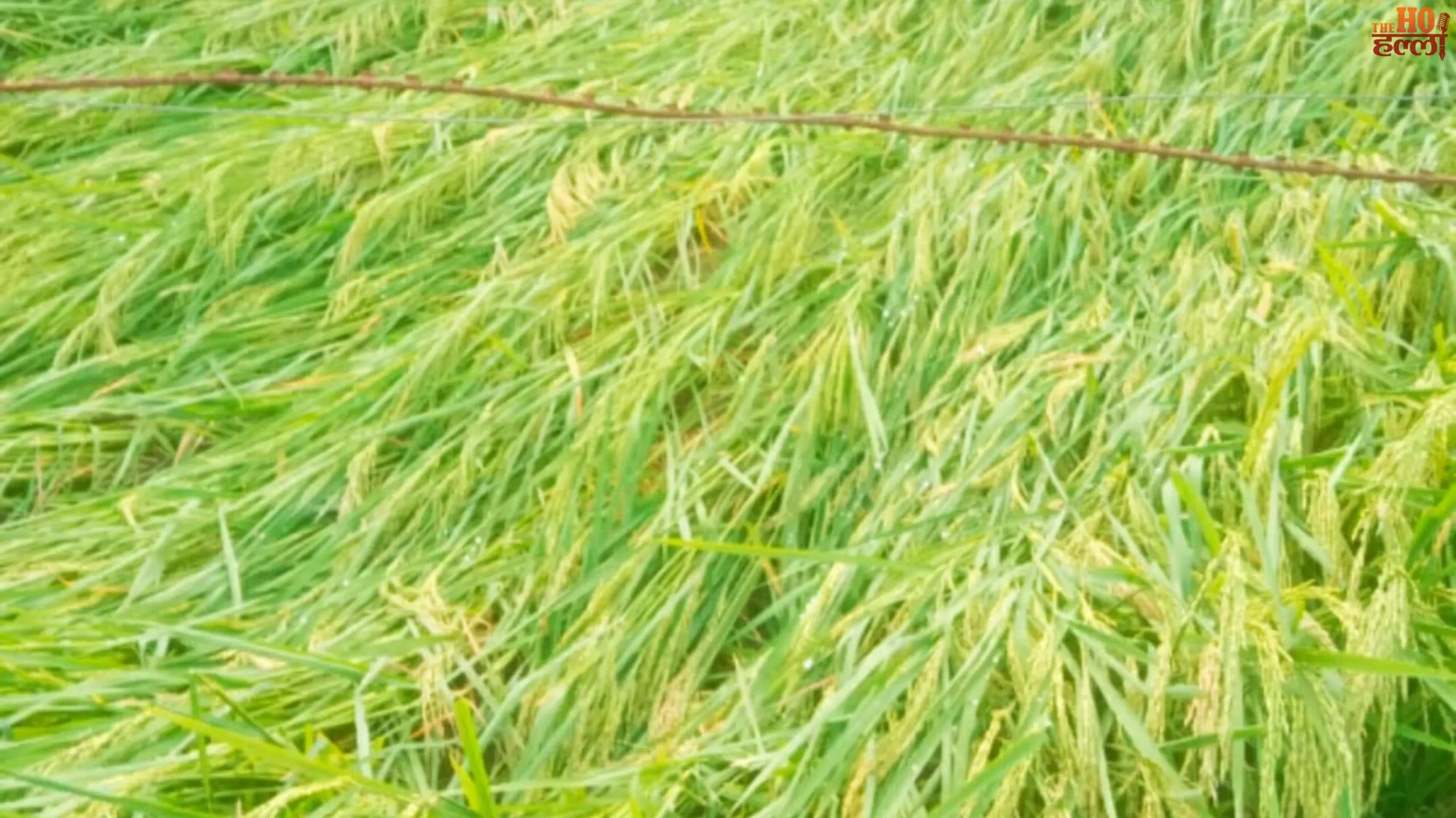 lucknow-malihabad-heavy-rain-damage-mla-jai-devi-kaushal-help (4)