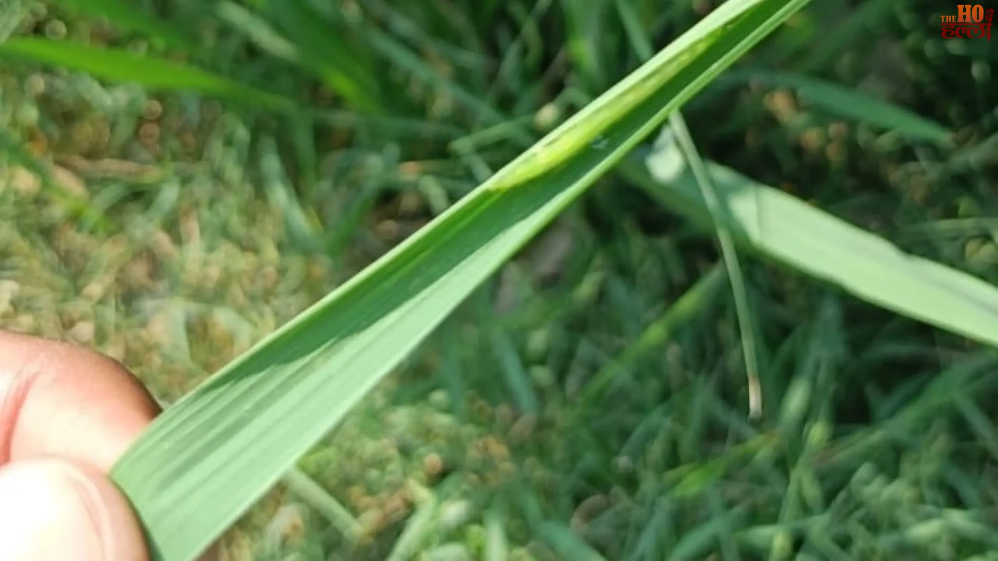 lucknow-paddy-crop-jurai-pest-attack-mohanlalganj-farmer-news (2)