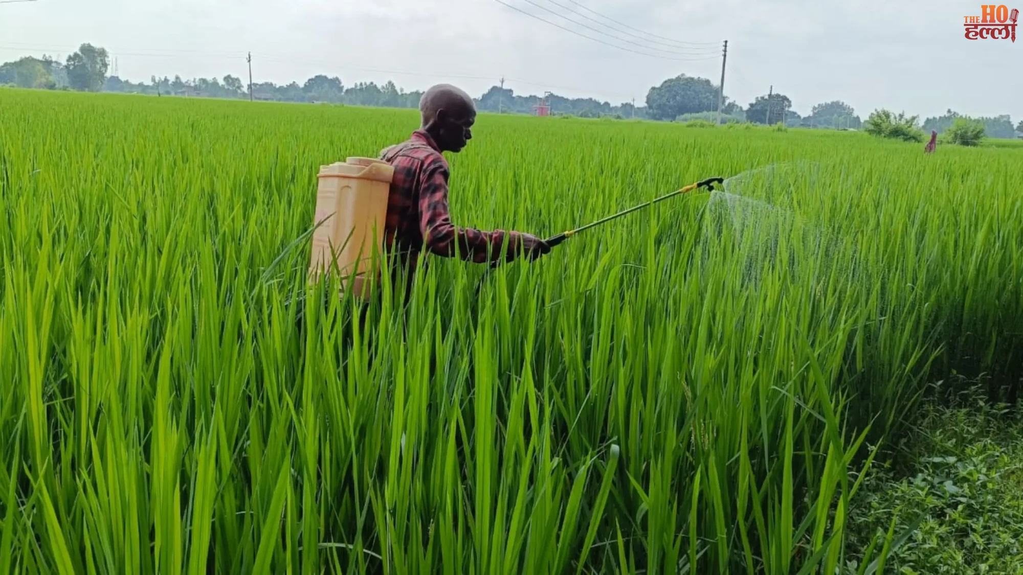 lucknow-paddy-crop-jurai-pest-attack-mohanlalganj-farmer-news