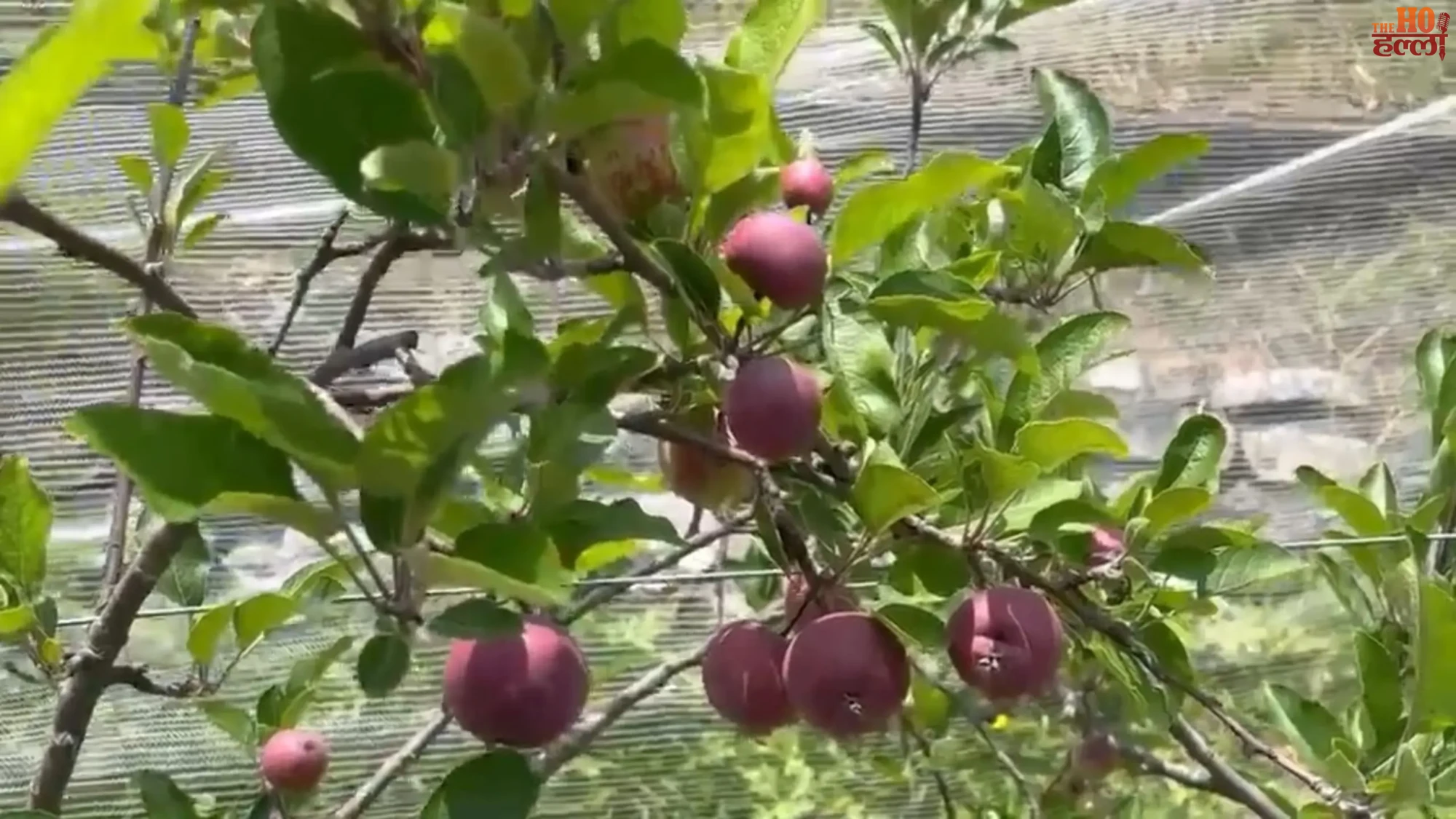pauri-garhwal-horticulture-schemes-30000-farmers-free-fruit-plants-polyhouse (2)