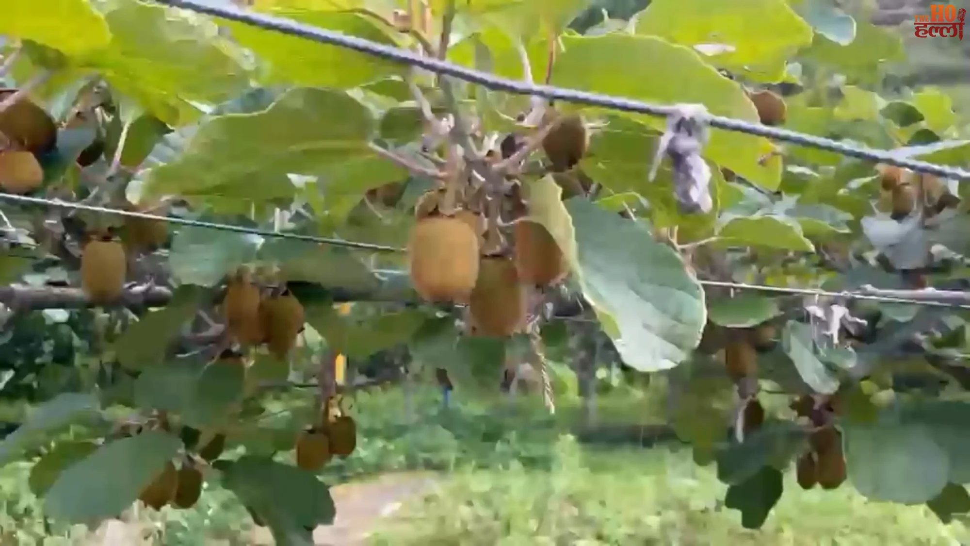 pauri-garhwal-horticulture-schemes-30000-farmers-free-fruit-plants-polyhouse