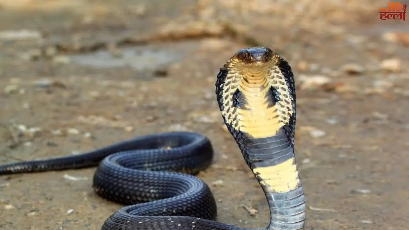 barabanki-news-cobra-snake-bite-father-son-death