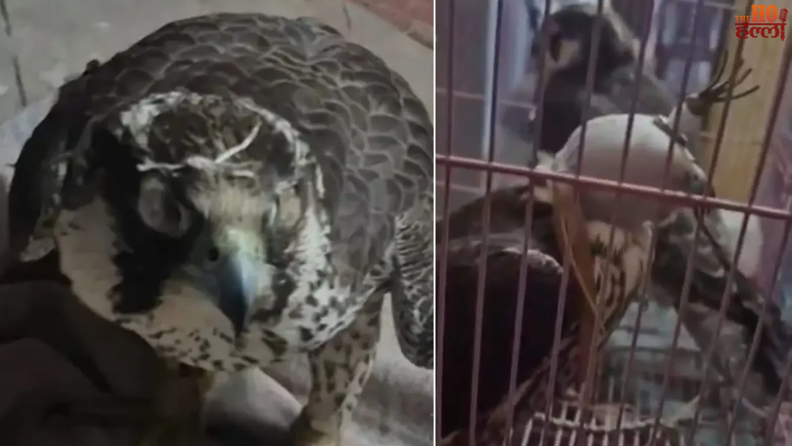 lucknow-wildlife-smuggling-gang-1-4-crore-ke-saat-baj-baramad (2)