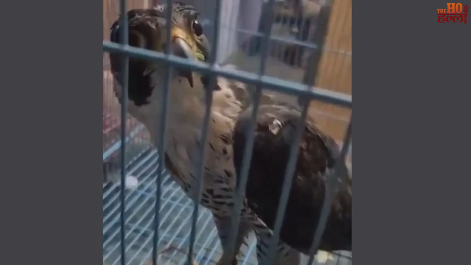 lucknow-wildlife-smuggling-gang-1-4-crore-ke-saat-baj-baramad (3)