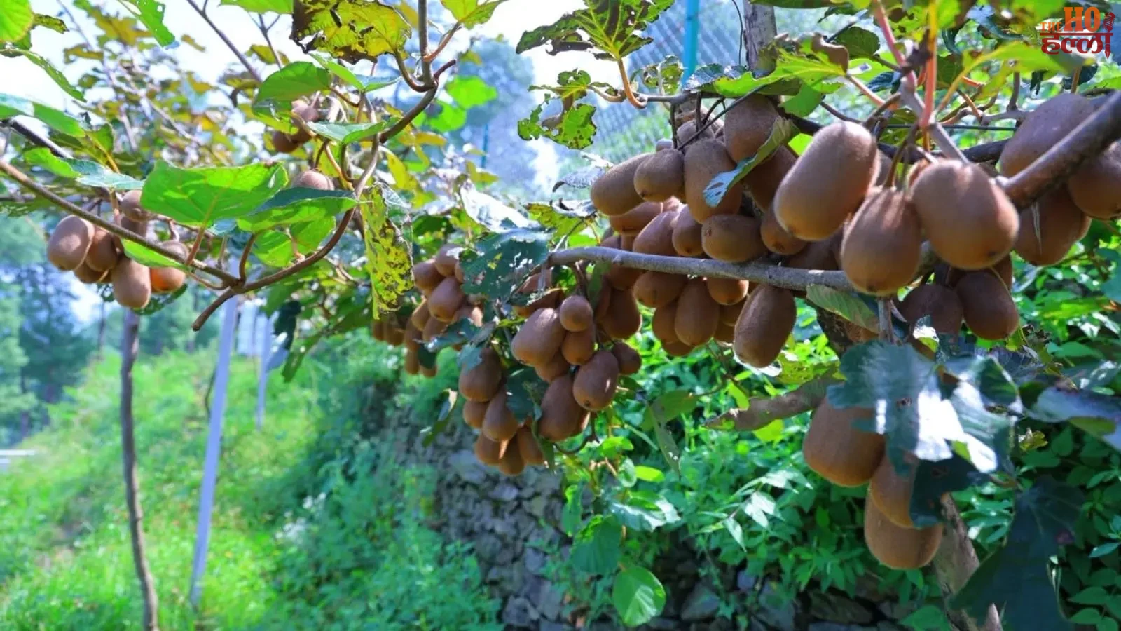 pauri-garhwal-deepak-nautiyal-kiwi-farming-120-women-employment