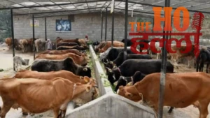 दिवाली पर यूपी की 7,500 गोशालाएं होंगी रोशन, ‘एक दीया गोमाता के नाम’ अभियान से जुड़ेंगे युवा